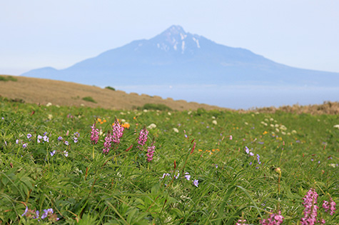 (Image)