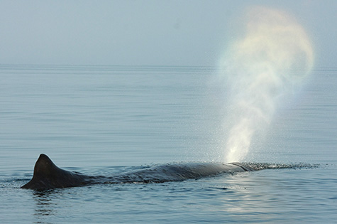 (Image)