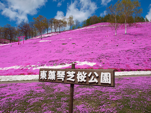 北海道の桜・芝桜・チューリップツアー特集 旅行・ツアー