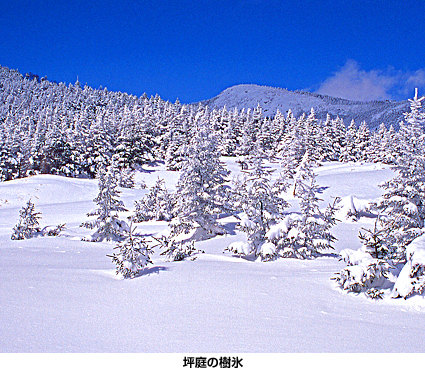 坪庭の樹氷