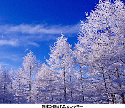 霧氷が見られたらラッキー